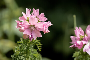 close-up of a beautiful pink wild Musk Mallow flowers (Malva moschata) growing wild, Wilts UK