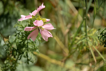 close-up of a beautiful pink wild Musk Mallow flowers (Malva moschata) growing wild, Wilts UK