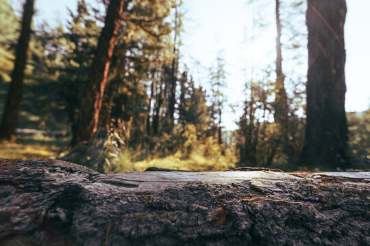 empty tree trunk surface in the forest