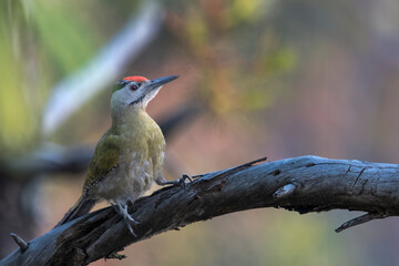 grey-headed woodpecker or Picus canus in Binsar in Uttarakhand, India