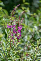 close-up of beautiful pink purple flowers of Fireweed (Chamaenerion angustifolium) also known as Rosebay willowherb