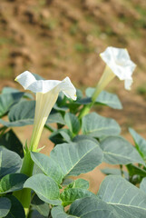 Datura or jimson weed flower closeup, Datura flower, also known as moonflower and jimson weed....