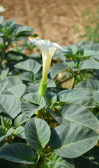 Datura or jimson weed flower closeup, Datura flower, also known as moonflower and jimson weed....