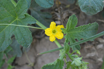 a closeup of a yellow melon flower on the ground, melon flowers blooming in the field, A yellow flower with green leaves.