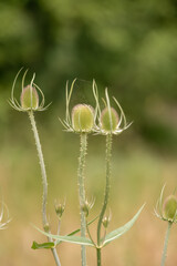 close-up of a triple head of summer green of Wild Teasel thistles (Dipsacus fullonum), Wilts UK
