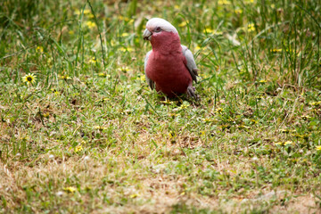 The Galah has a pale silver to grey back, a pale grey rump, a pink face and breast, and a light pink mobile crest.