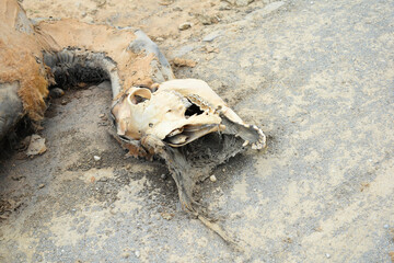 camel dead, Remains of a dead camel closeup, camel carcass with only skin and bones undergoes...