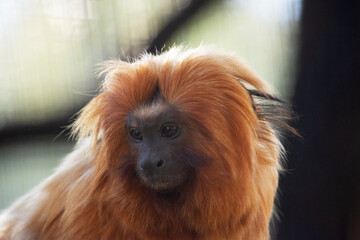 The golden lion tamarin, also known as the golden marmoset, is a small New World monkey