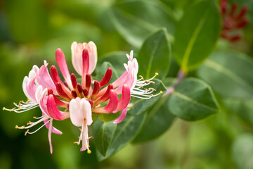 close-up of beautiful goldflame honeysuckle flower (Lonicera &times; heckrottii) in summer bloom