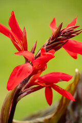 close-up of Canna indica ‘Russian Red’ Indian Shot