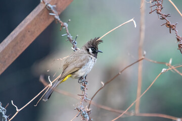 Himalayan bulbul or white-cheeked bulbul, in Binsar in Uttarakhand, India