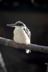 The kingfisher is a sparrow-sized bird has the typical short-tailed, large-headed kingfisher profile; it has blue upperparts, white underparts and a long bill.