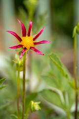 close-up of a beautiful Start Dahlia Honka Red 