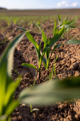 a field with a corn harvest in the evening