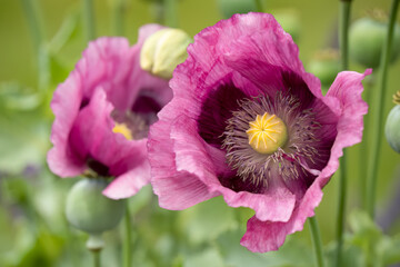 close-up of a beautiful pink and purple summer Opium poppy (Papaver somniferum)
