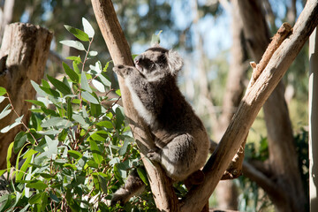 the koala is climbing an eucalyptus tree