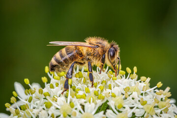 European Honey bee (Apis mellifera) eating nectar on a white flower.