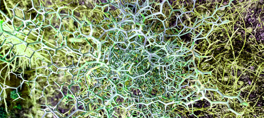 FRACTAL NATURALEZA