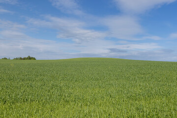 beautiful green wheat sprouts in sunny weather