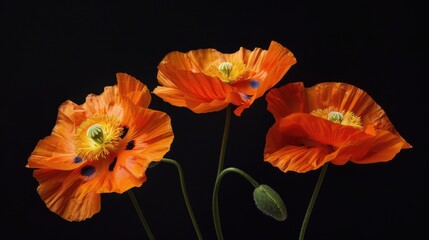 Obraz premium Bold and Beautiful: Vibrant Orange Poppies Popping on Solid Black Background