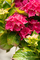 c lose-up of beautiful pink red blooming flowers of Hydrangea macrophylla, a Japanese plant