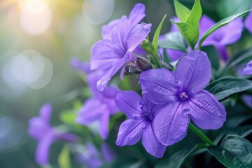 A close-up shot of a dense cluster of purple flowers