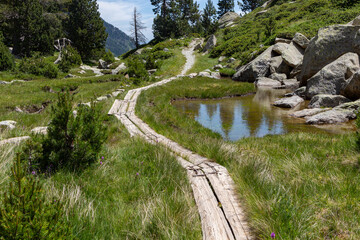 Wooden walkways in a wet grassy area between forests
