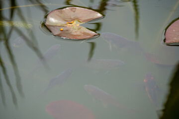 close-up of goldfish swimming amongst lily pads