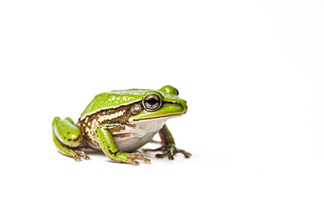 Obraz premium Green tree frog on white background