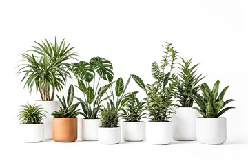 Fototapeta premium Indoor Plants in White Pots