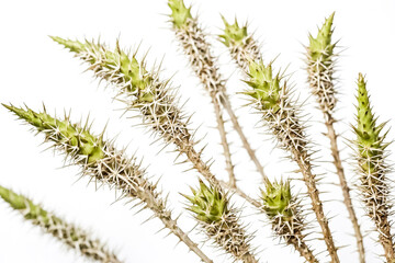 Closeup of Spiky Branch