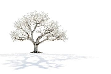 Fototapeta premium Bare Tree in Winter with a Shadow