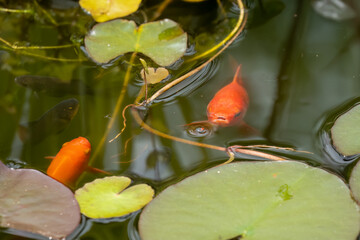 close-up of goldfish swimming amongst lily pads