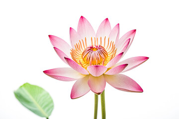 Pink Water Lily Flower with White Background