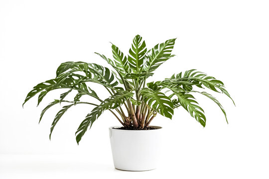 Green Monstera Plant in a White Pot Isolated on White Background - Powered by Adobe