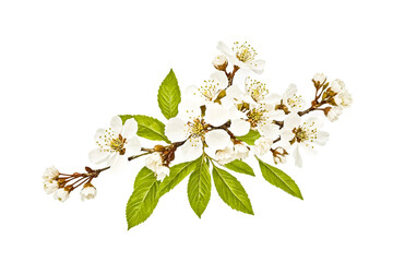 Fototapeta premium Blooming Cherry Branch With White Flowers and Green Leaves