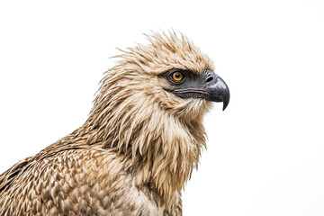 Close-up Portrait of a Majestic Eagle with Intense Eyes