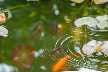 close-up of goldfish swimming amongst lily pads