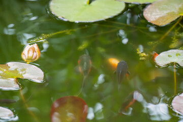 close-up of goldfish swimming amongst lily pads