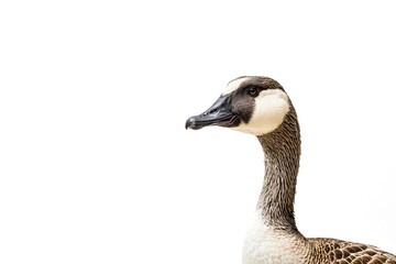 Obraz premium Close up portrait of a goose isolated on white background