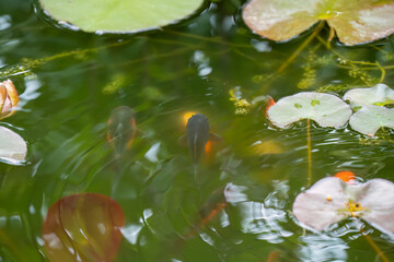 close-up of goldfish swimming amongst lily pads