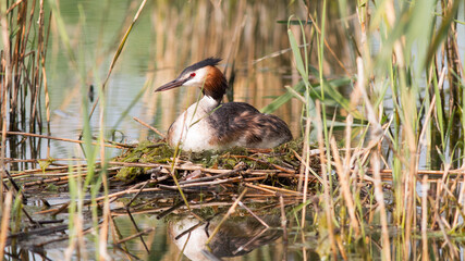 great crested grebe