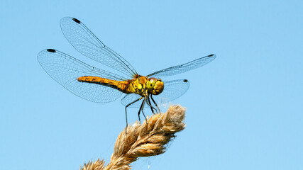 dragonfly on a twig