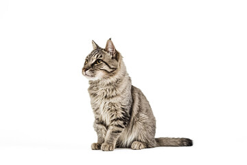 Fototapeta premium Tabby Cat Sitting and Looking to the Side on a White Background