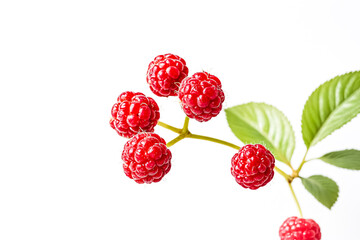 Fresh Red Raspberries on Branch with Green Leaves