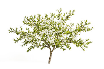 Obraz premium Blooming Tree Branch Isolated on White Background