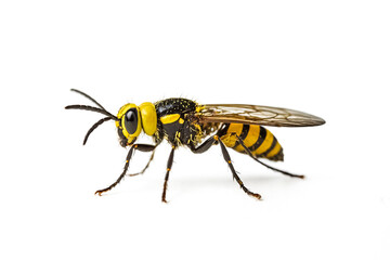 Yellow and Black Wasp with Wings Spread on White Background