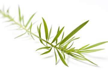 Naklejka premium Green Sprig of Tarragon