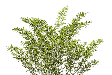 Naklejka premium Green Branches