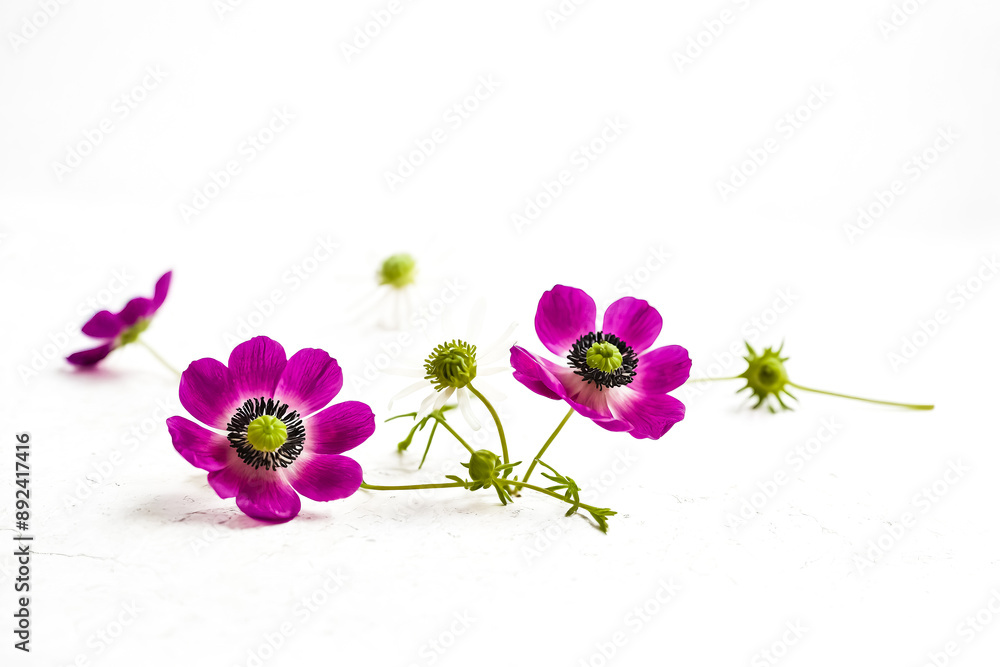 Wall mural Pink Flowers on White Background